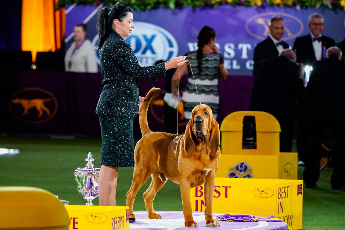 Trumpet the Bloodhound Wins Westminster Kennel Club Dog Show