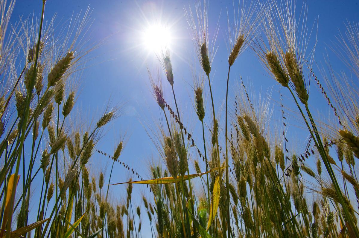 Argentina’s GMO Wheat Approved in Indonesia for Human Consumption