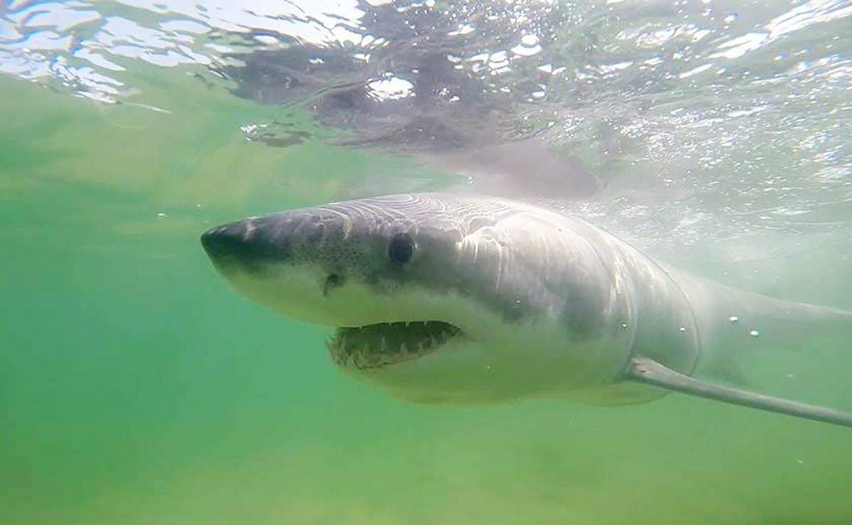 ‘Scary Experience’: Great White Shark Encounters in Canadian Waters a Growing Trend