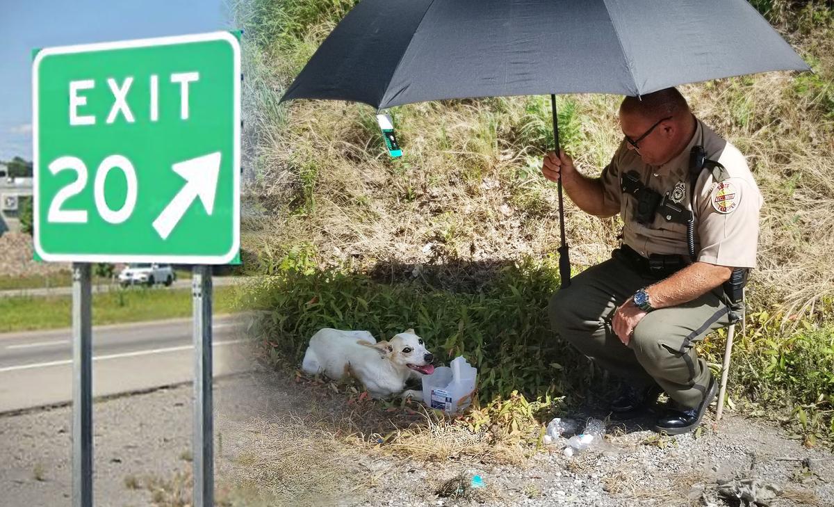 State Trooper and Motorist Spot Dog With Broken Pelvis in I-75 Ditch, Give Her Water, Shade, a New Home