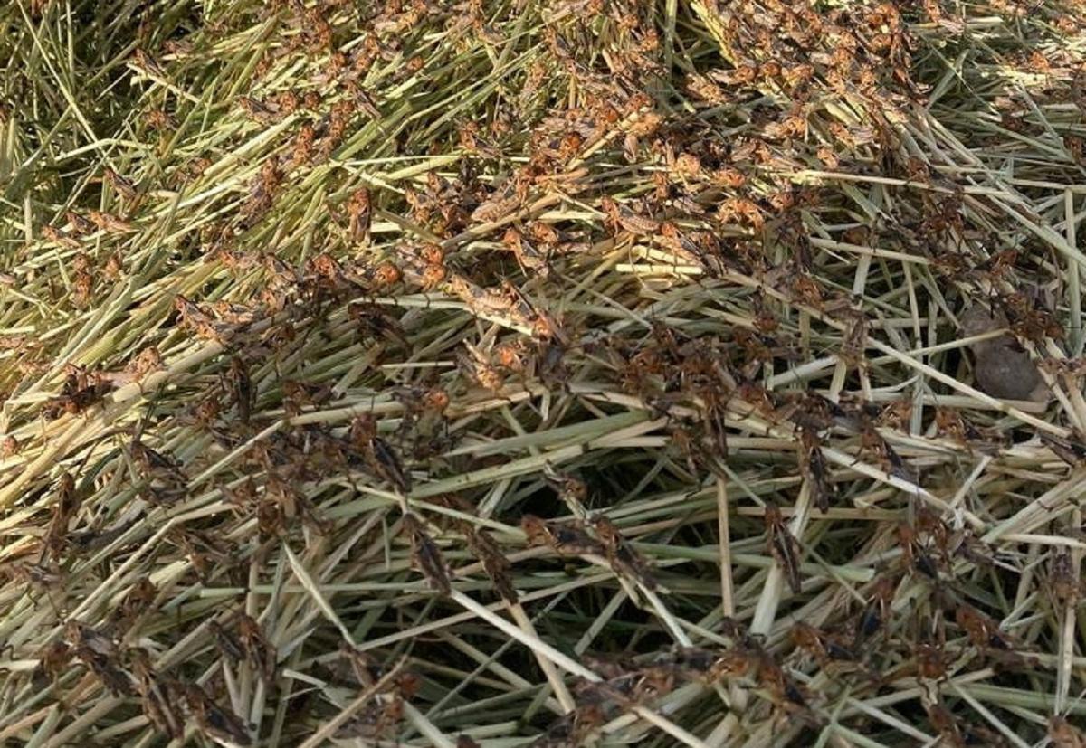 Sardinian Farmers Suffer Worst Locust Invasion in Over 30 Years