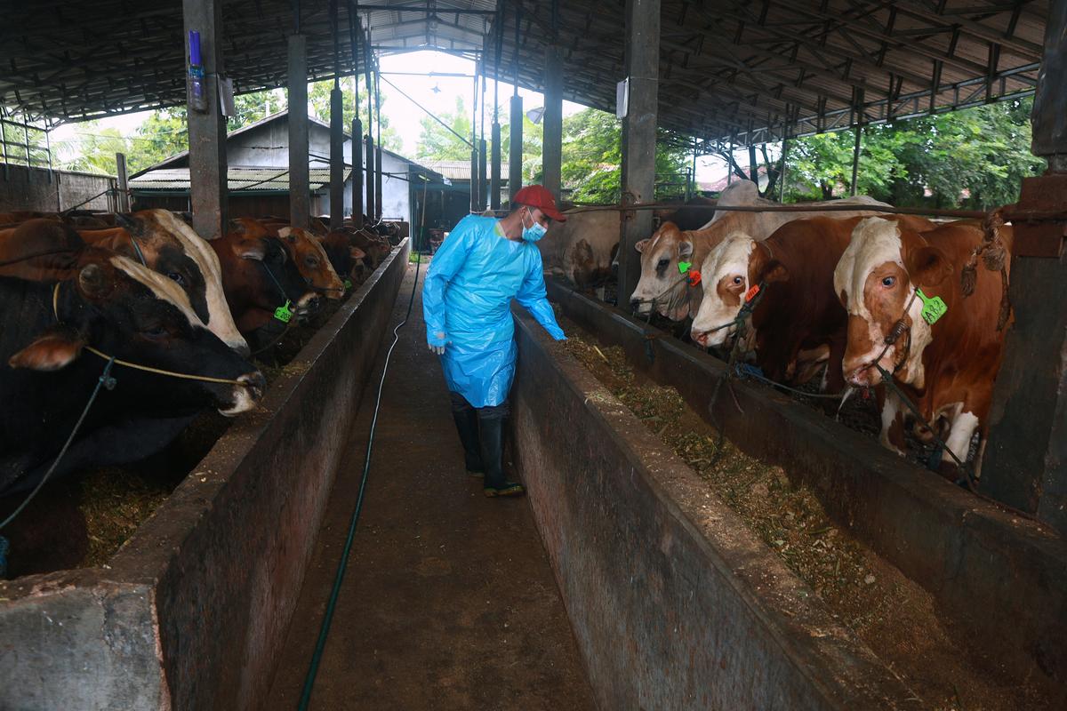 Australian Government Provides $1.5 Million for Indonesia’s Foot and Mouth Vaccine Program