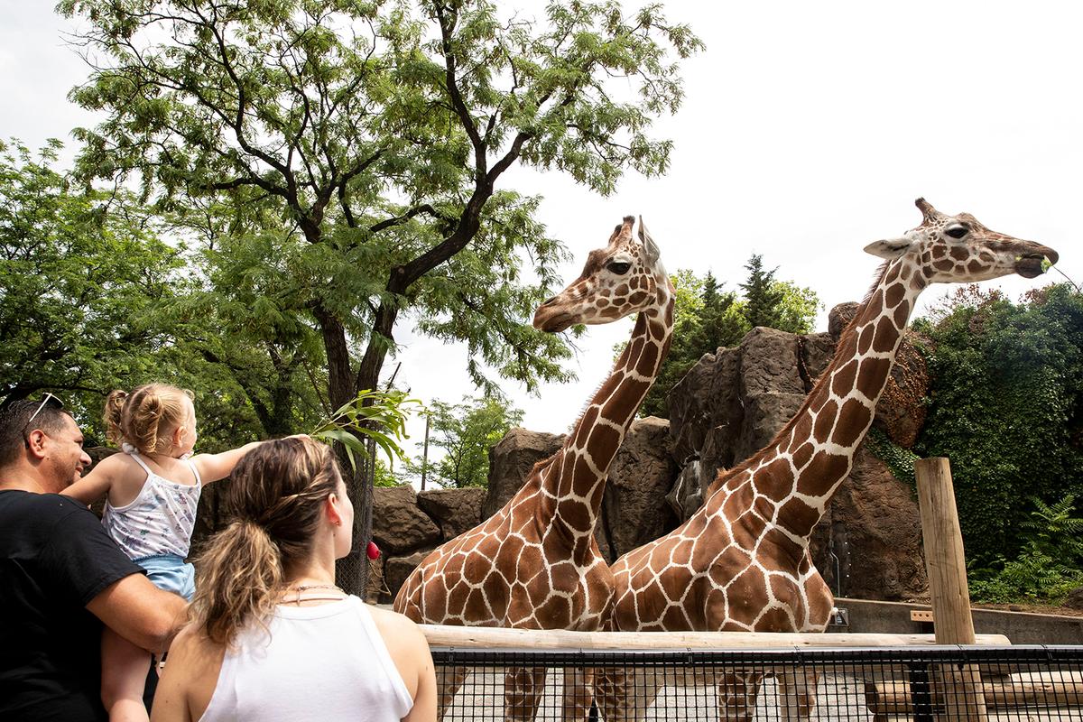 Zoo Visitors Feed Giraffes in New Exhibit, Enjoying a ‘Reprieve’ From Daily Stresses