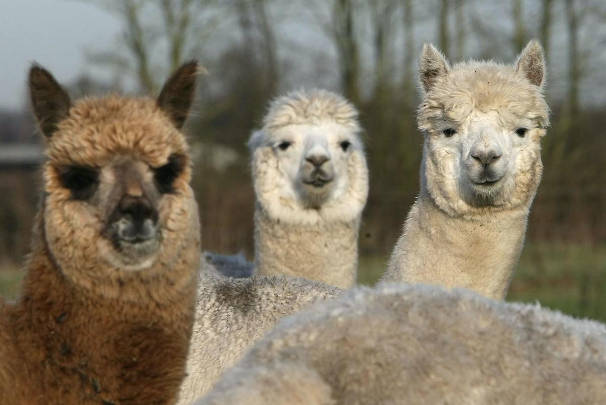 Japanese Researchers Discover Antibodies From Alpacas Can Combat COVID-19 Variants