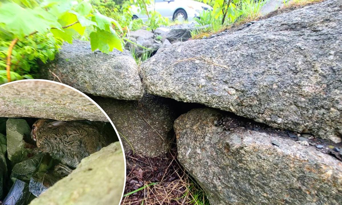 ‘A Happy Ending’: Woman Spots Wild Rabbit Hit by Car in the Middle of the Road, Stops and Saves His Life