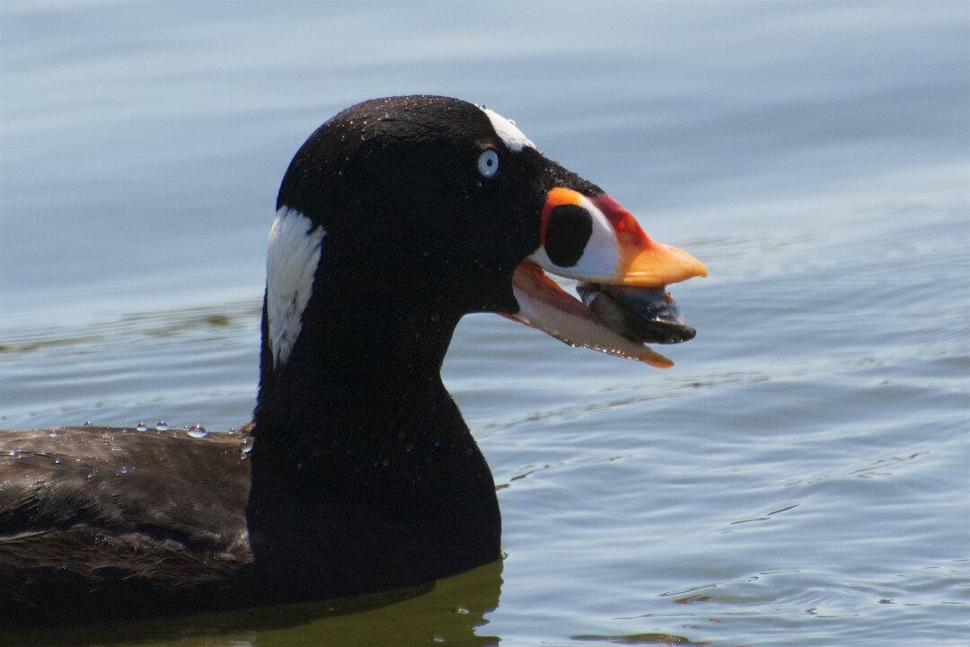 Californians Warned of Paralytic Poison Risk from Mussels Gathered on Coast