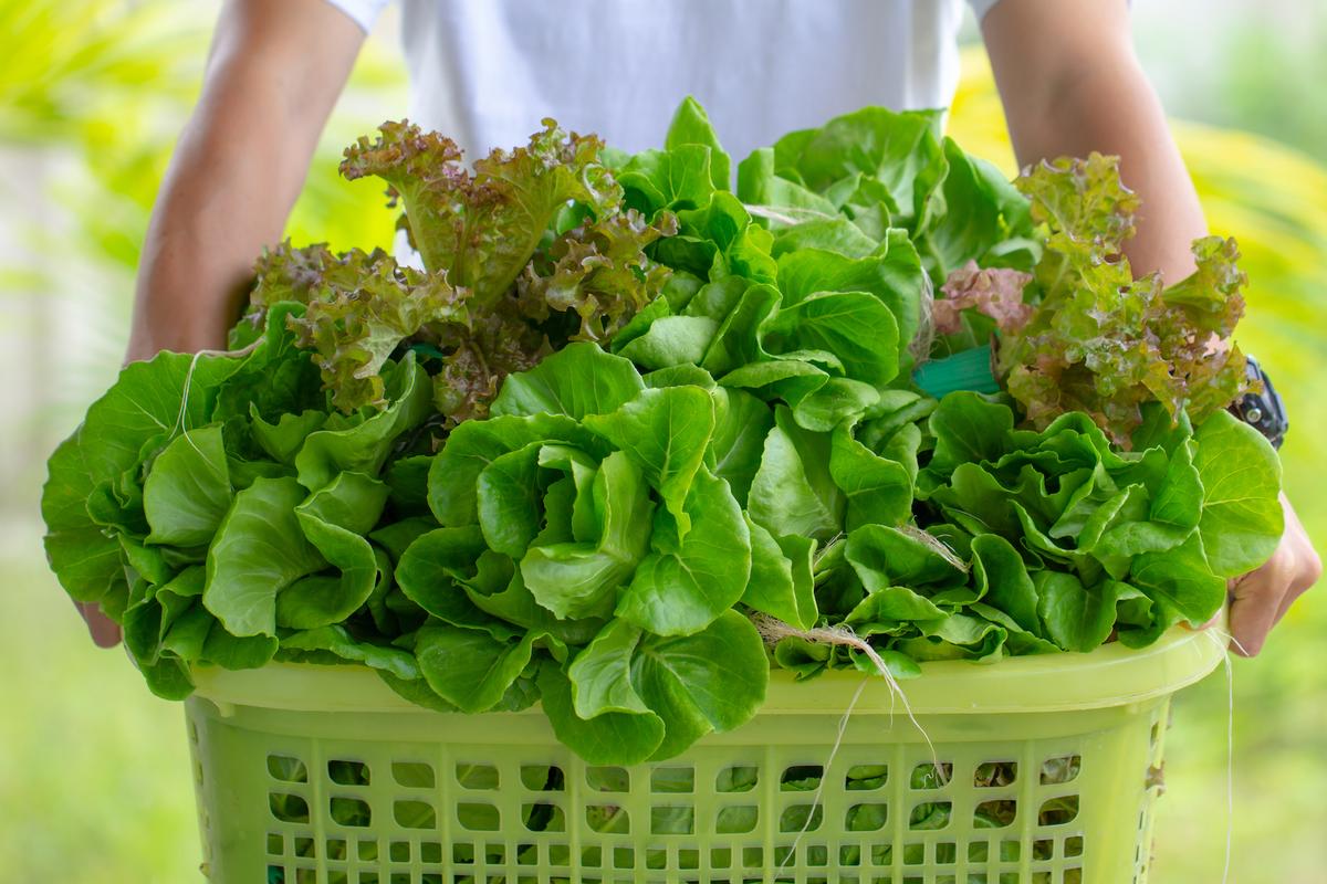 Natural Dietary Remedy for Insomnia