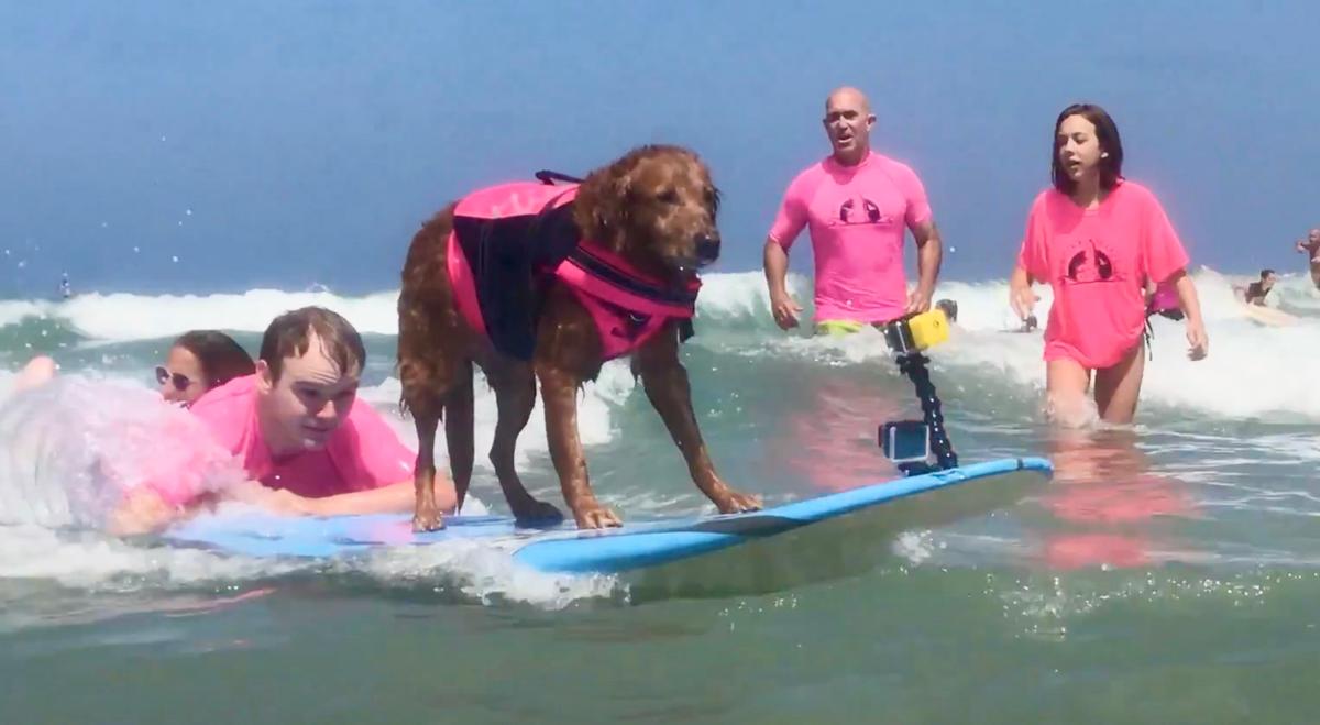 Surf Dog Ricochet Gears Up For Last Ride To Raise Funds For Veterans
