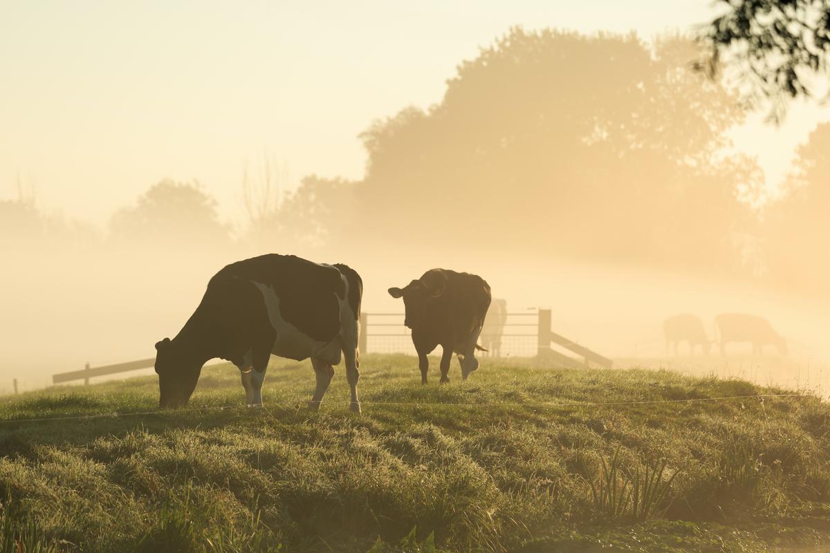 A Cut Above: The Many Benefits of Grass-Fed  Meat