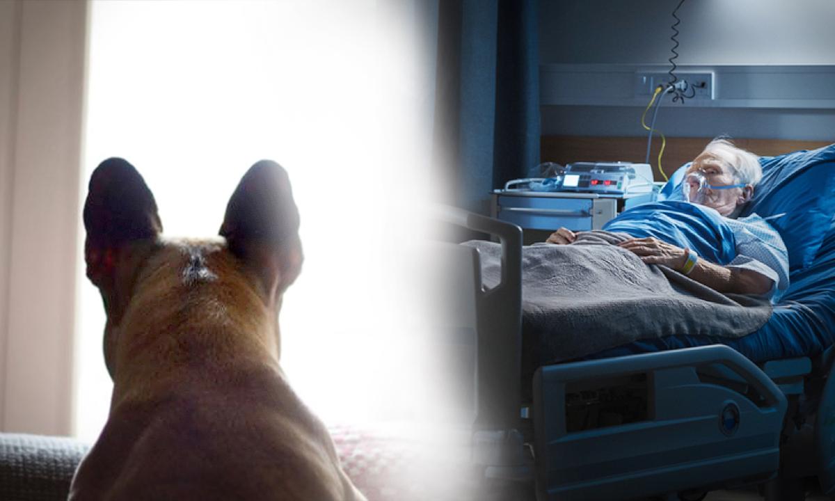Do Animals Have ESP? Veterinarian Explores Accounts of Creatures That Seem to Possess Clairvoyance