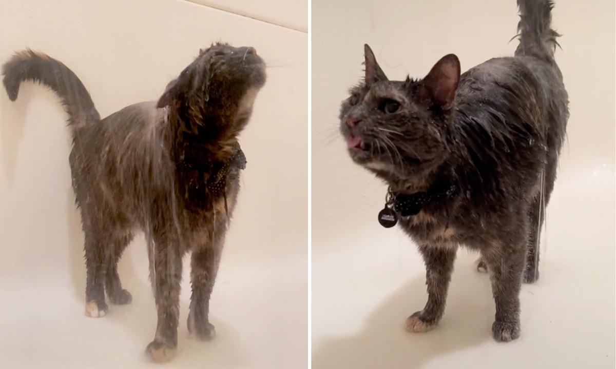 VIDEO: ‘Unique’ Cat Has Gone Viral for Her Funny and Cute Obsession With Taking Showers