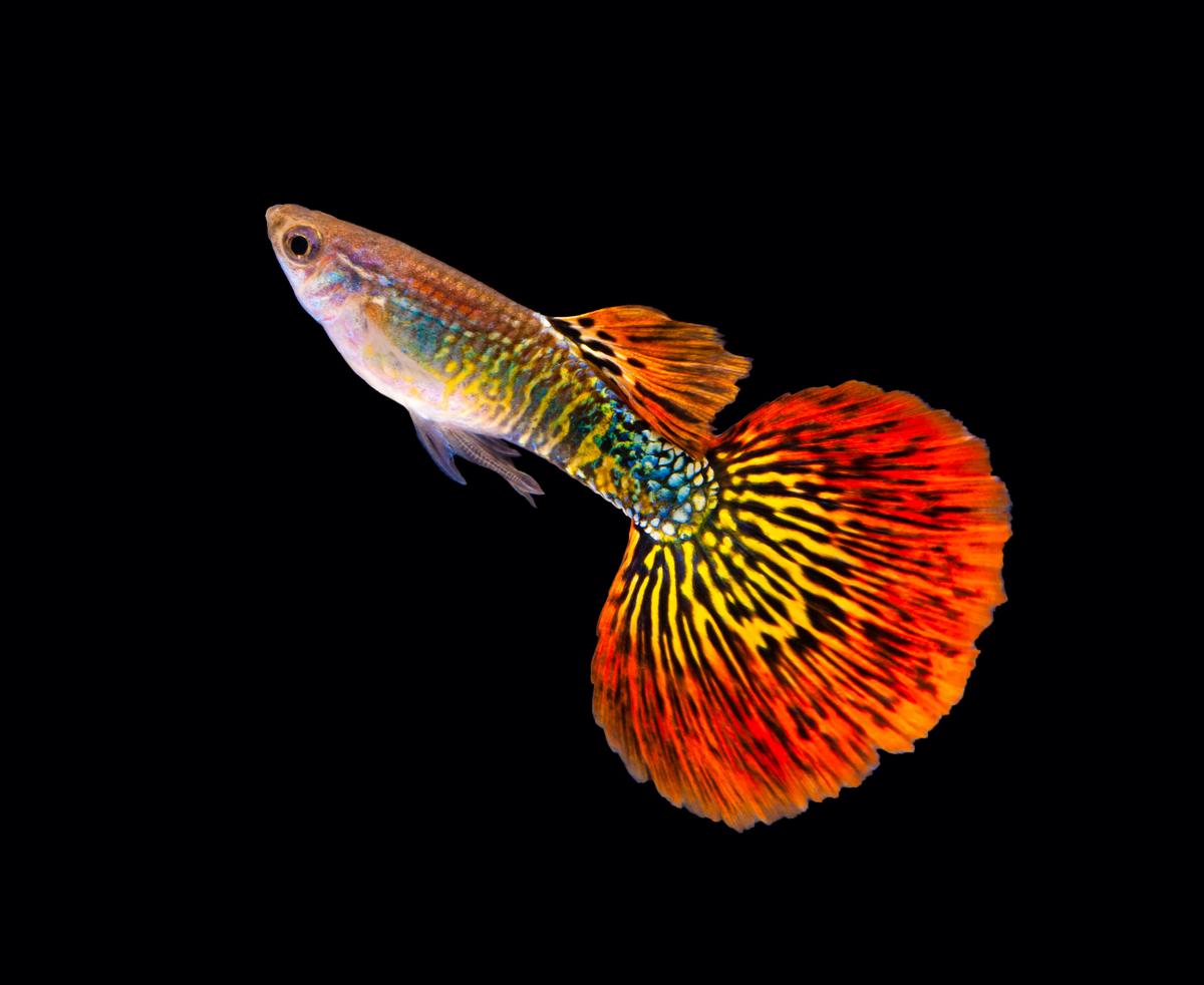 How to Find the Best Fish for Your Beginner Aquarium