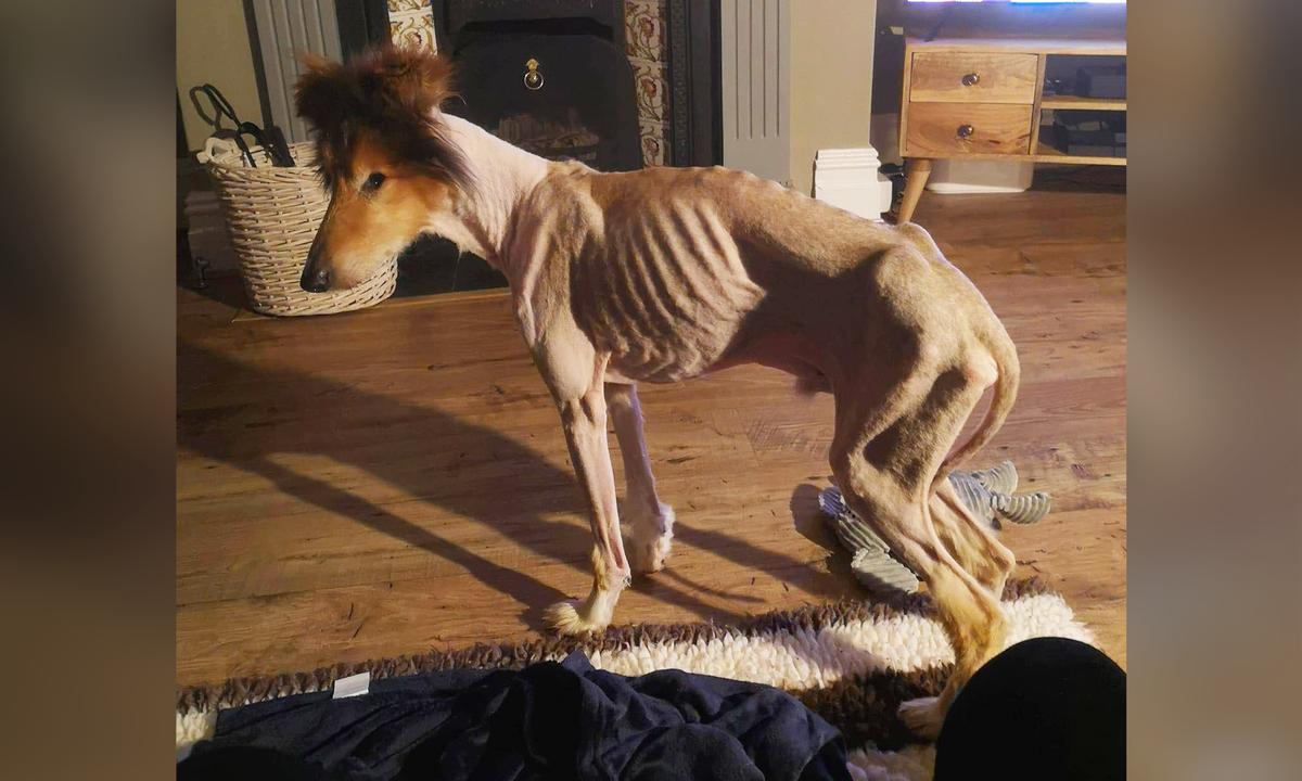 Dog ‘Hours Away From Death’ Recovers Under Loving Care of Vet Nurse Who Adopts Him
