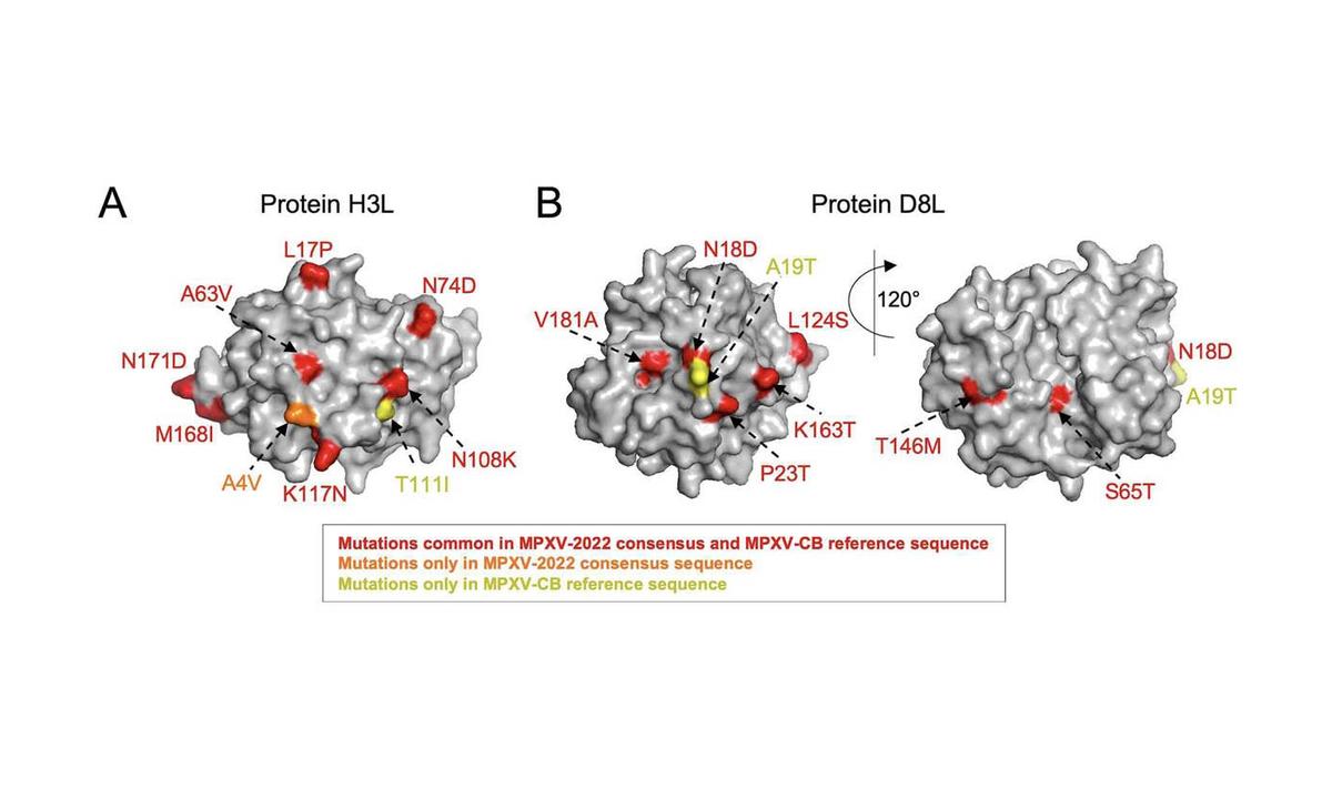 Study: Smallpox Vaccine Provides Immunity to Monkeypox