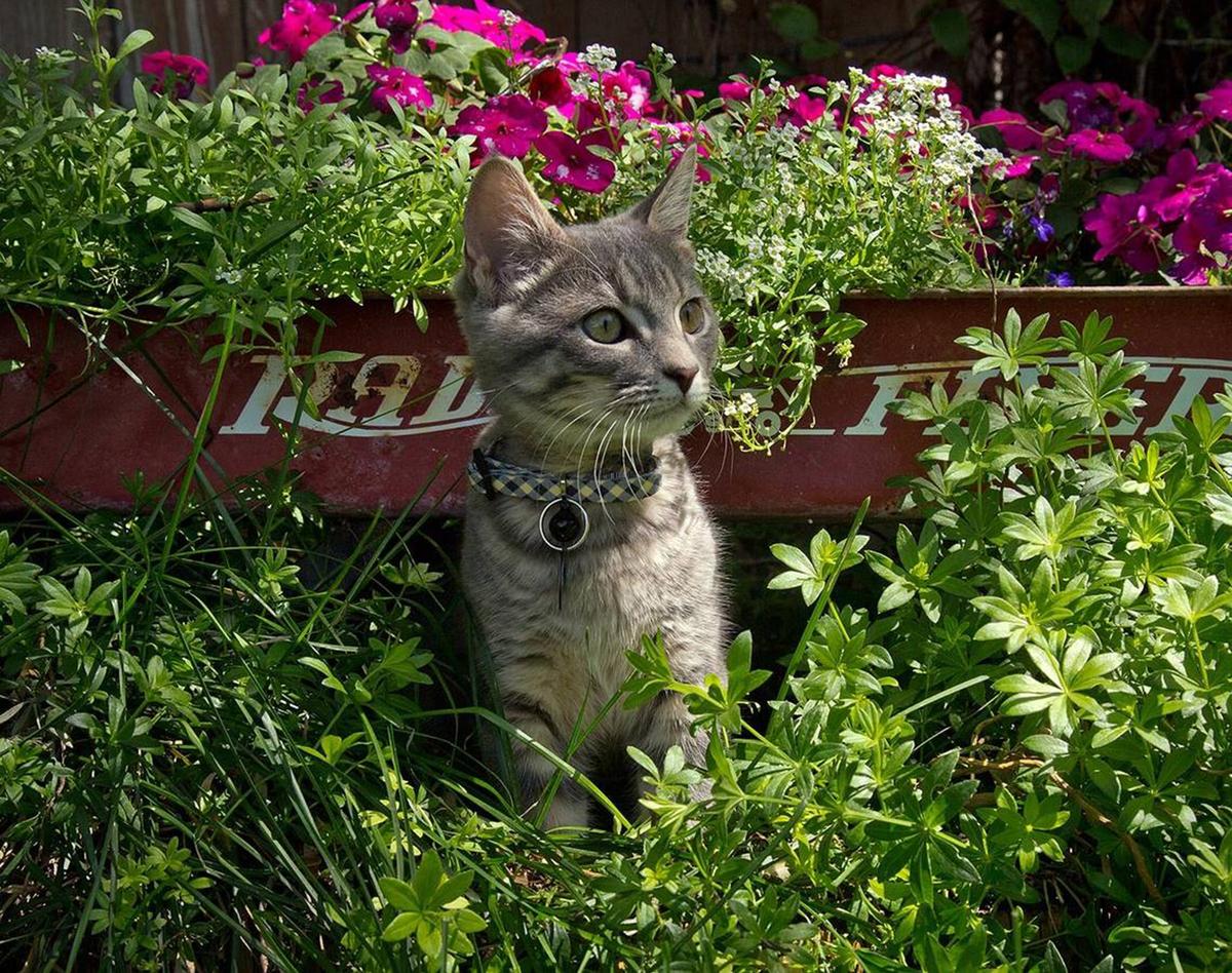 A Patio for Your Cat: Catios Are the New Craze, Here’s Why and the Benefits They Provide