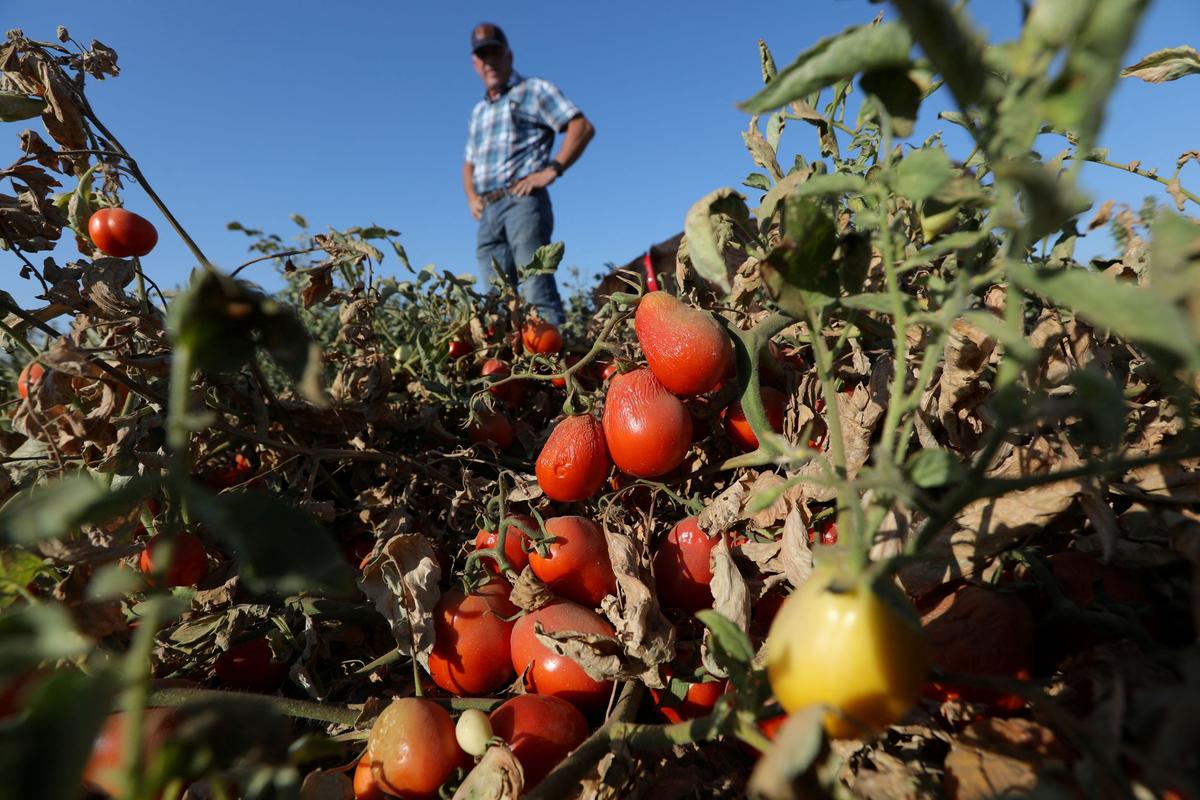 California’s Drought Withers Tomatoes, Pushing Grocery Prices Higher