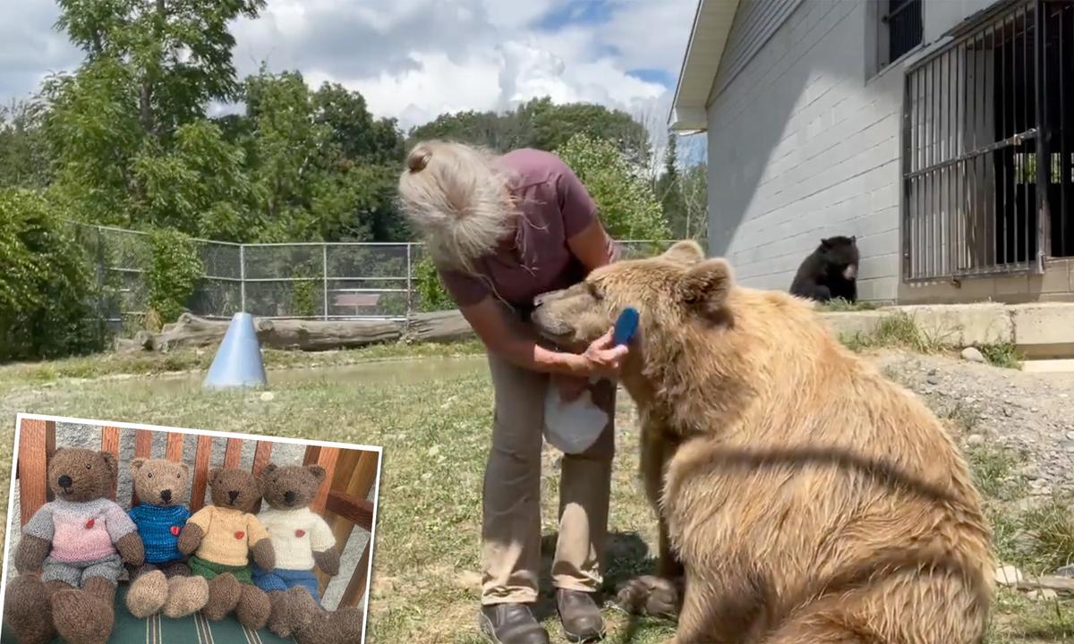 Sweet Rescued Bears Have Their Fur Brushed to Make Fuzzy Knitted Christmas Toys