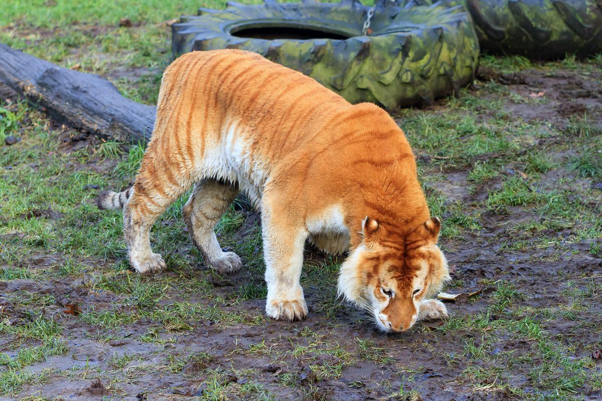 Cats and Dogs Don’t Interbreed, but Other Species Do