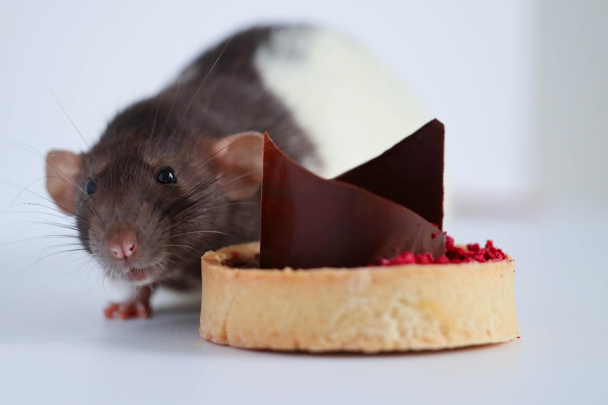 Diet High in Sugar Can Lower Rats’ Ability to Taste Sweet