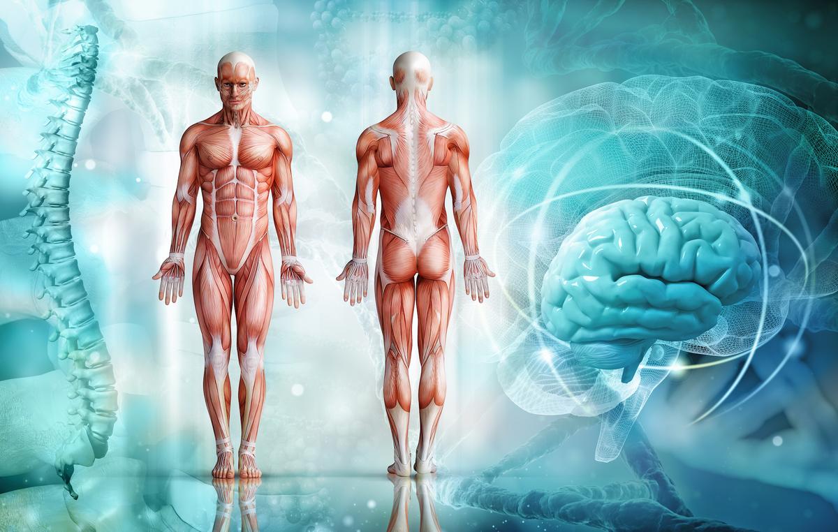 Muscle Is Important for Good Health – Here’s How to Maintain It After Middle Age