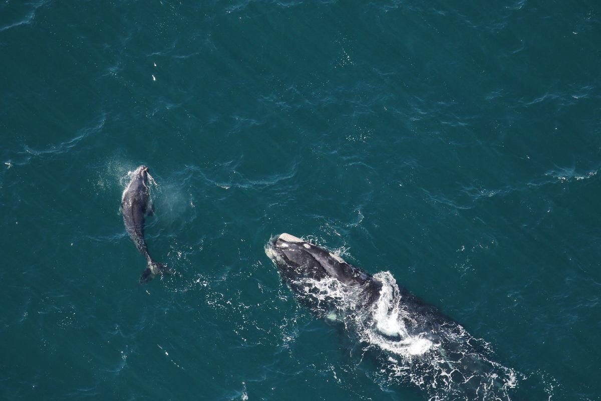 Population of Endangered North Atlantic Right Whales Continues to Decline: Study