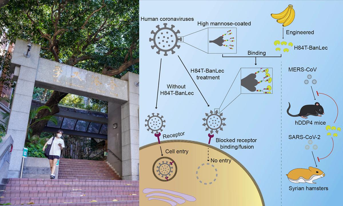 HKU Faculty of Medicine: Modified Banana Lectin Effectively Inhibits COVID