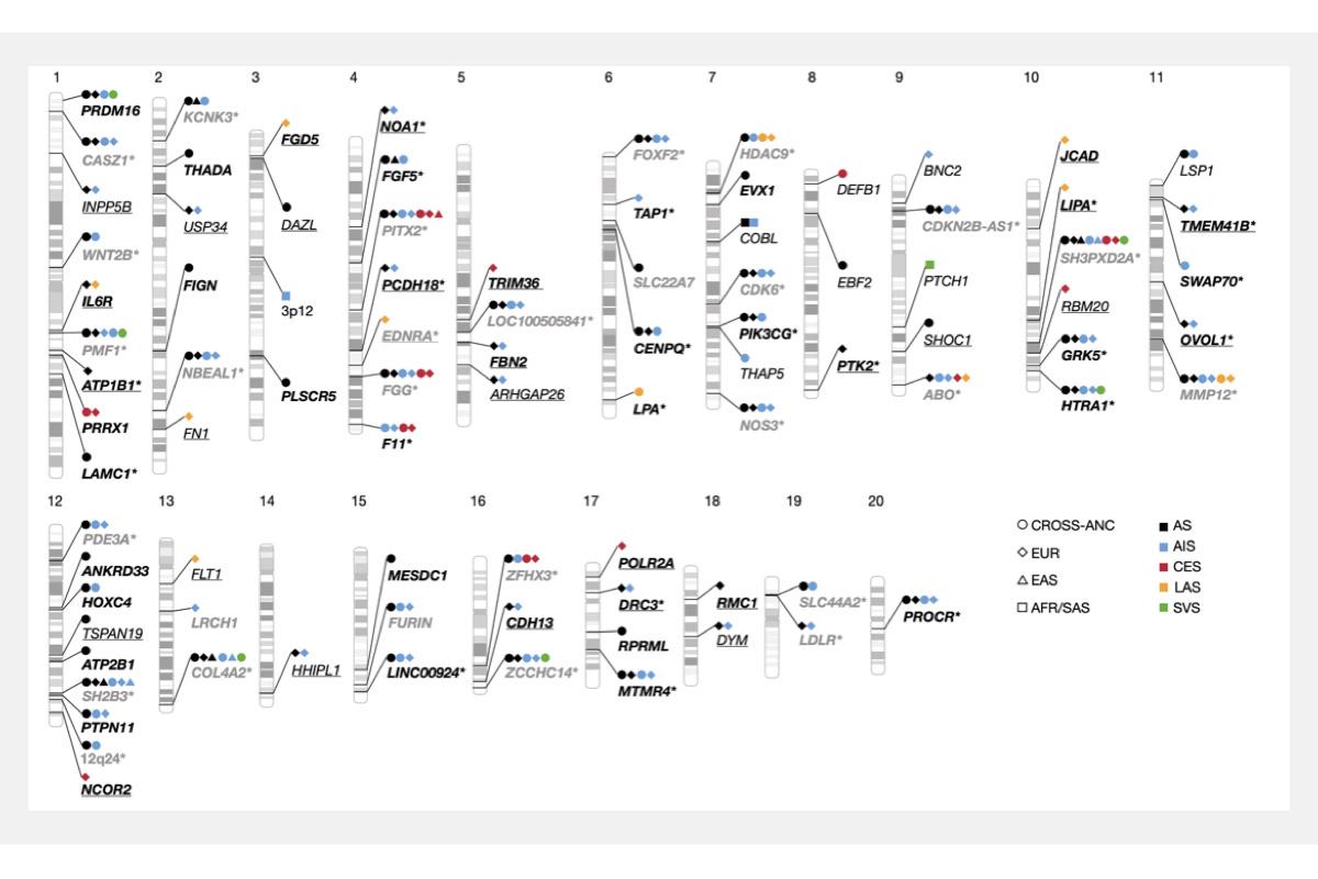 Fig. 1. Identifying genetic variants that influence stroke risk. （Nature）