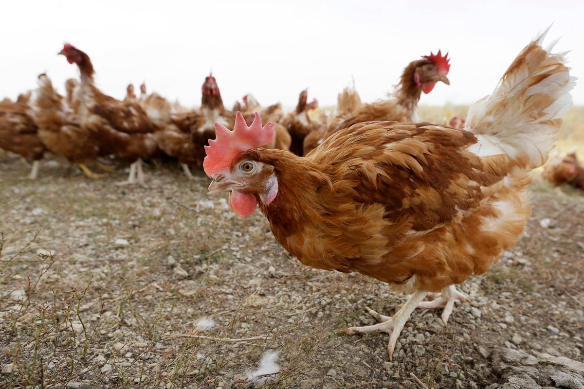 Bird Flu Infects Iowa Egg Farm With 1 Million Chickens