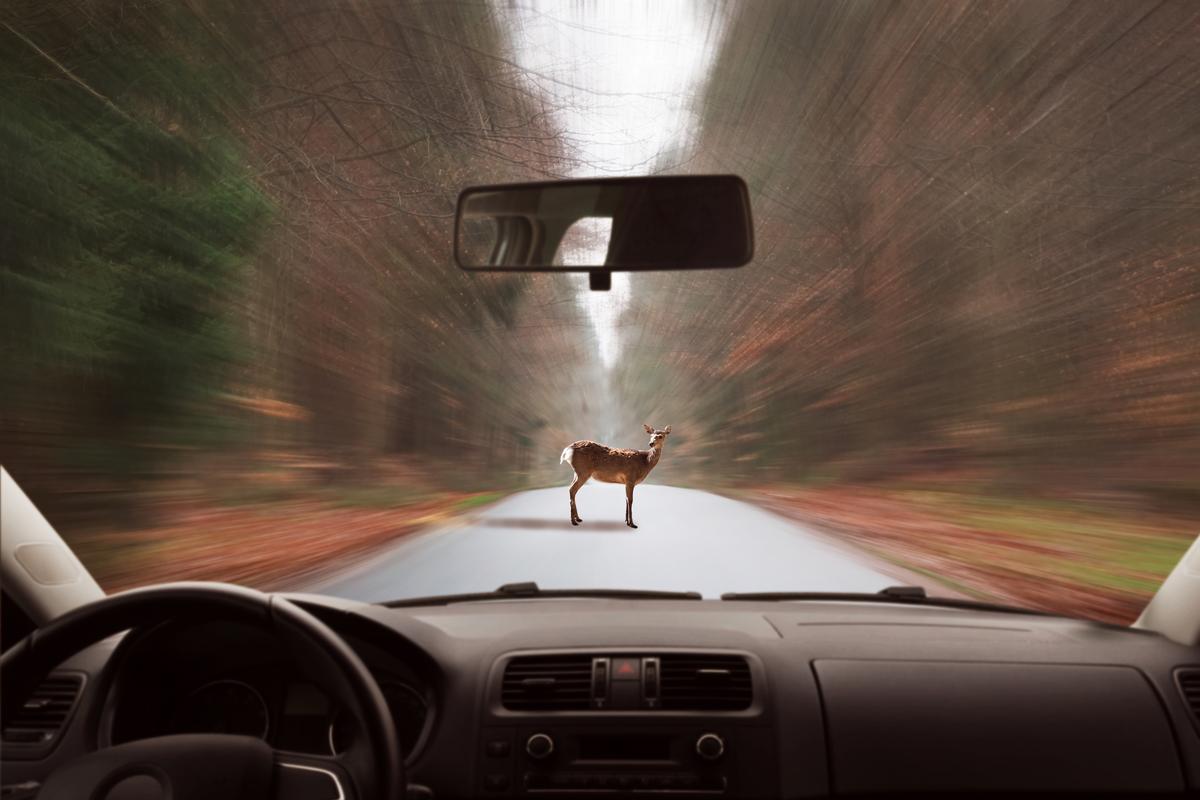 Fewer Car-Deer Crashes With Permanent Daylight Saving