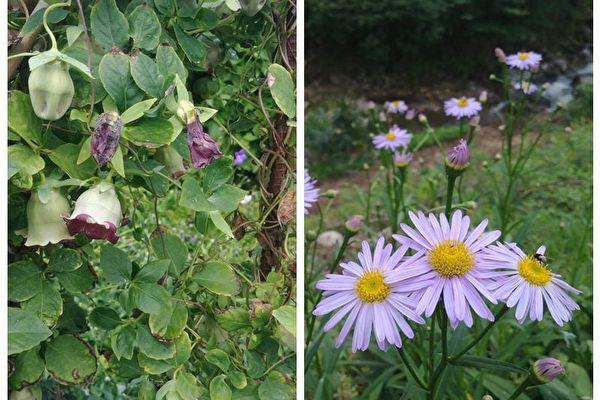A recent study showed that the natural herbs Codonopsis lanceolata (left) and Aoster koraiensis (right) can inhibit COVID-19. (Courtesy of the Institute of Basic Science, South Korea)