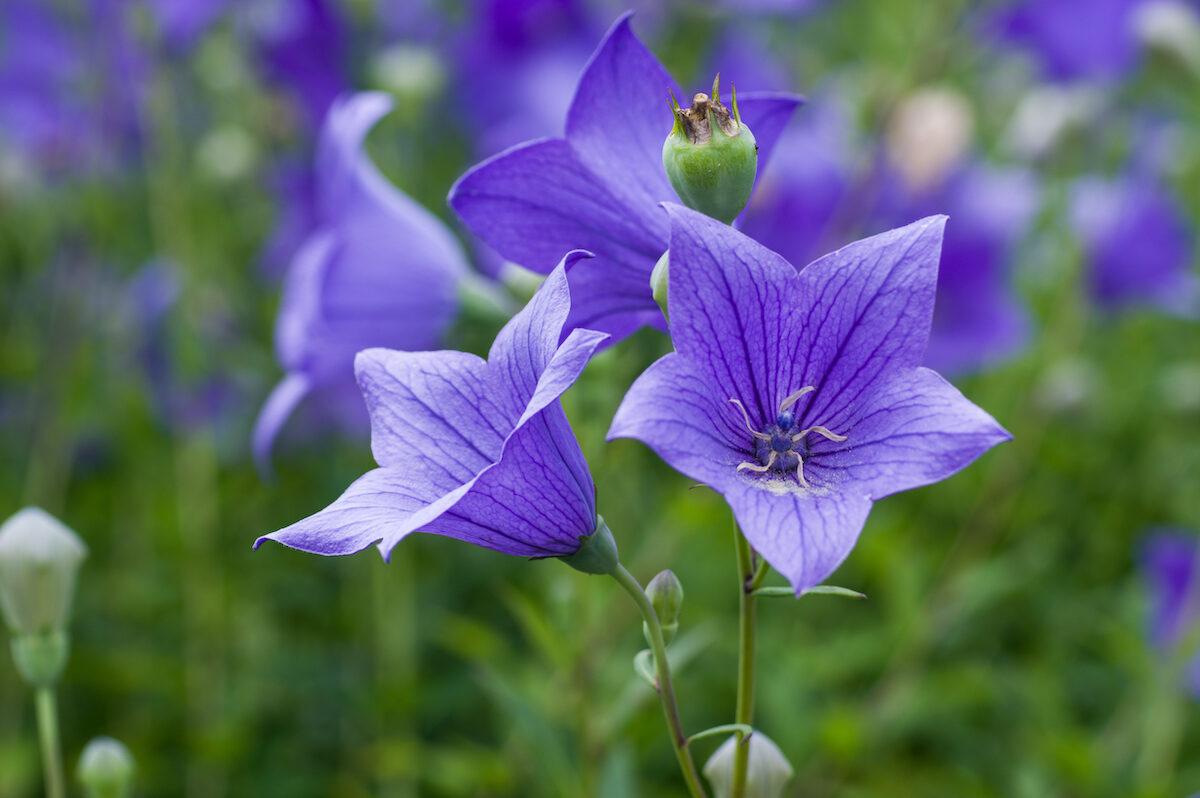 Platycodon grandiflorus (Shutterstock)