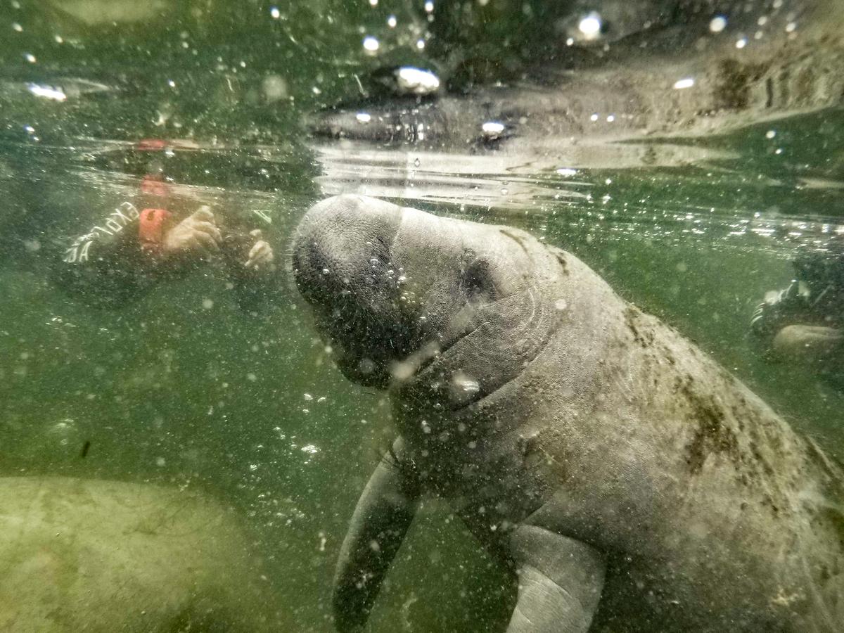 How to Swim With the Manatees of Florida’s Crystal River