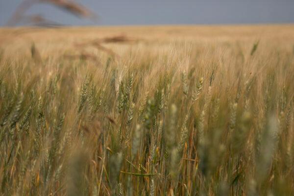 Durum wheat is shown in a field at a farm near Gray, Sask., on July 29, 2021. (Kayle Neis/The Canadian Press)