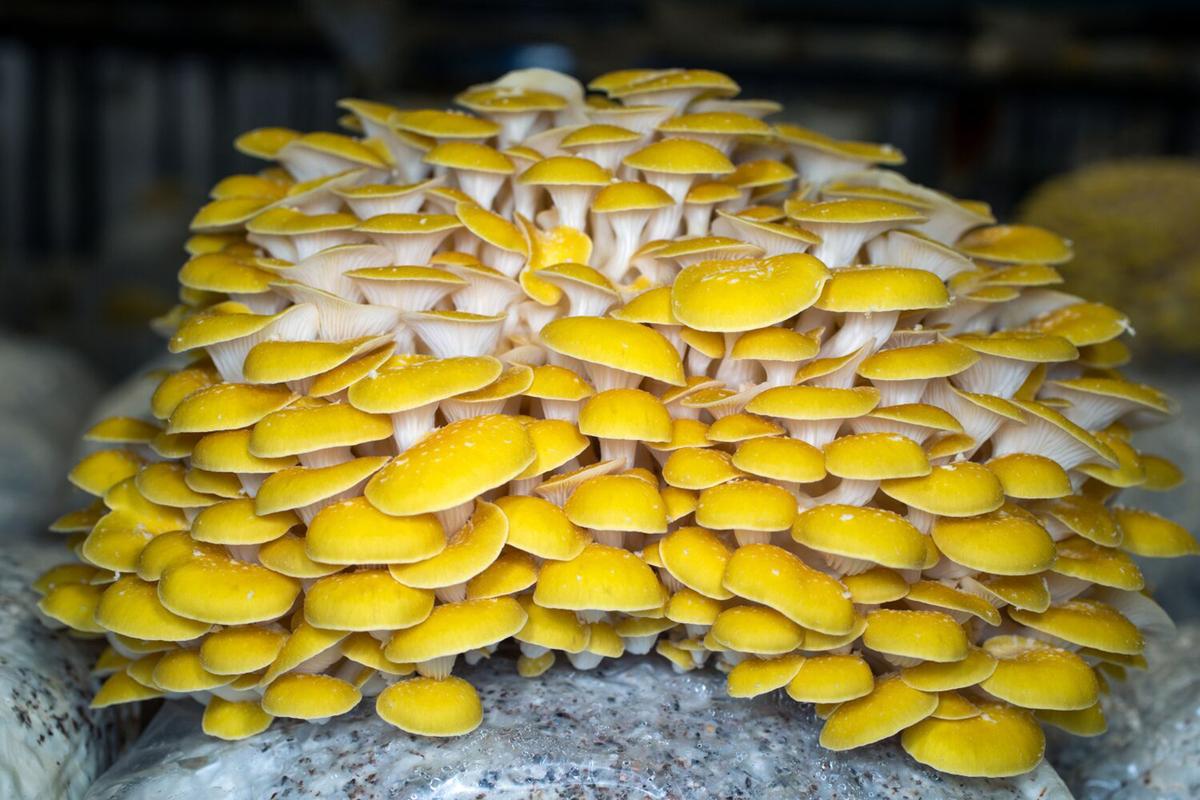 The Fungi Future Is Here — at an Urban Mushroom Farm Just South of Downtown LA