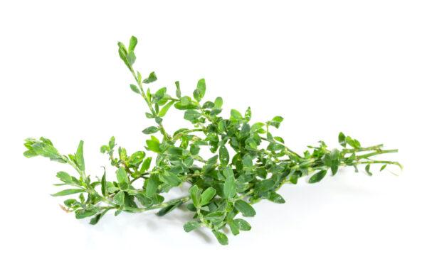 Polygonum Avicularecontains phenolics and flavonoids that impart<a href="https://pubmed.ncbi.nlm.nih.gov/16874403/"> antioxidant</a> and antitumor properties.(Shutterstock)