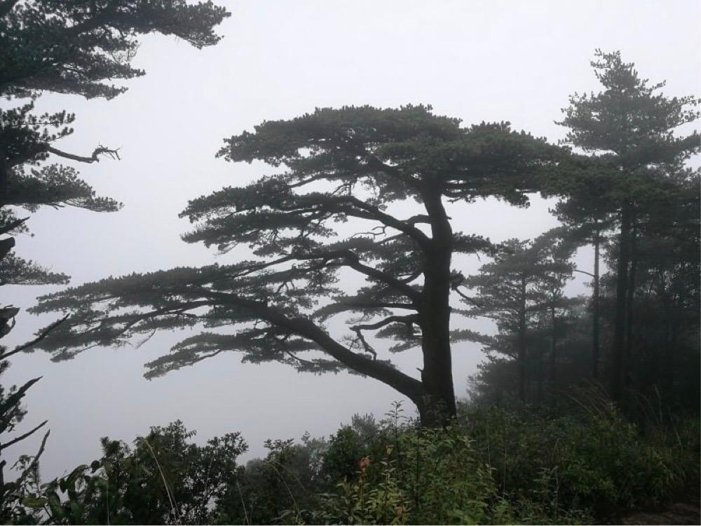 HK University Study Finds Older Trees Are More Drought Resistant