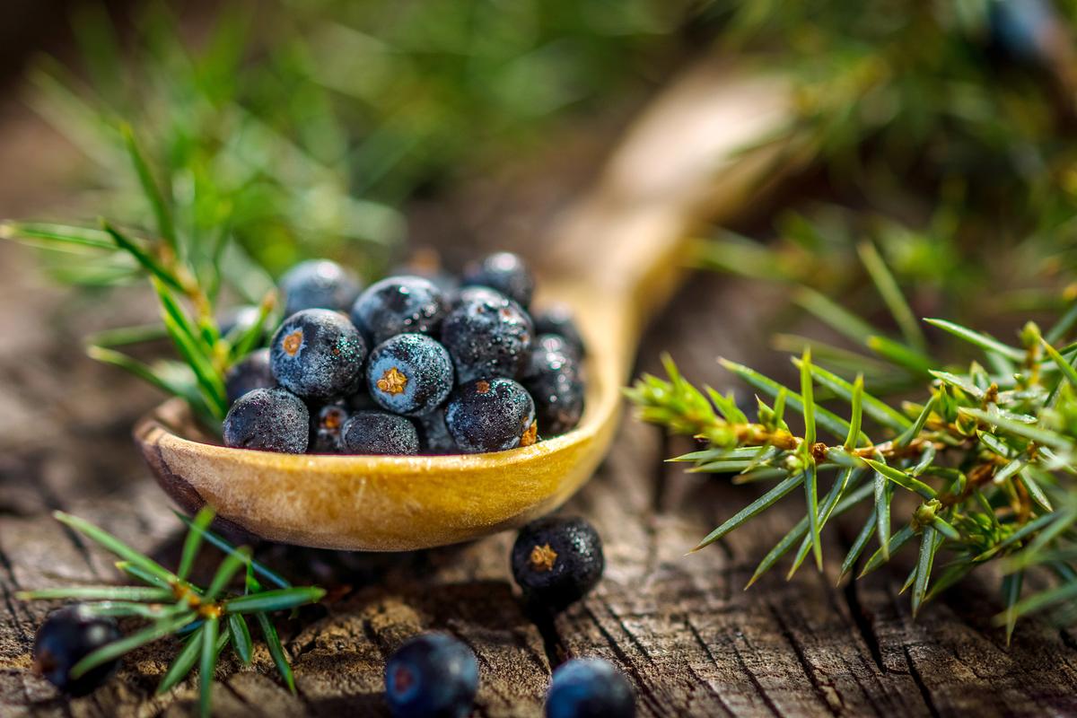 Juniper Berries Add a Taste of the Holidays to Your Favorite Foods