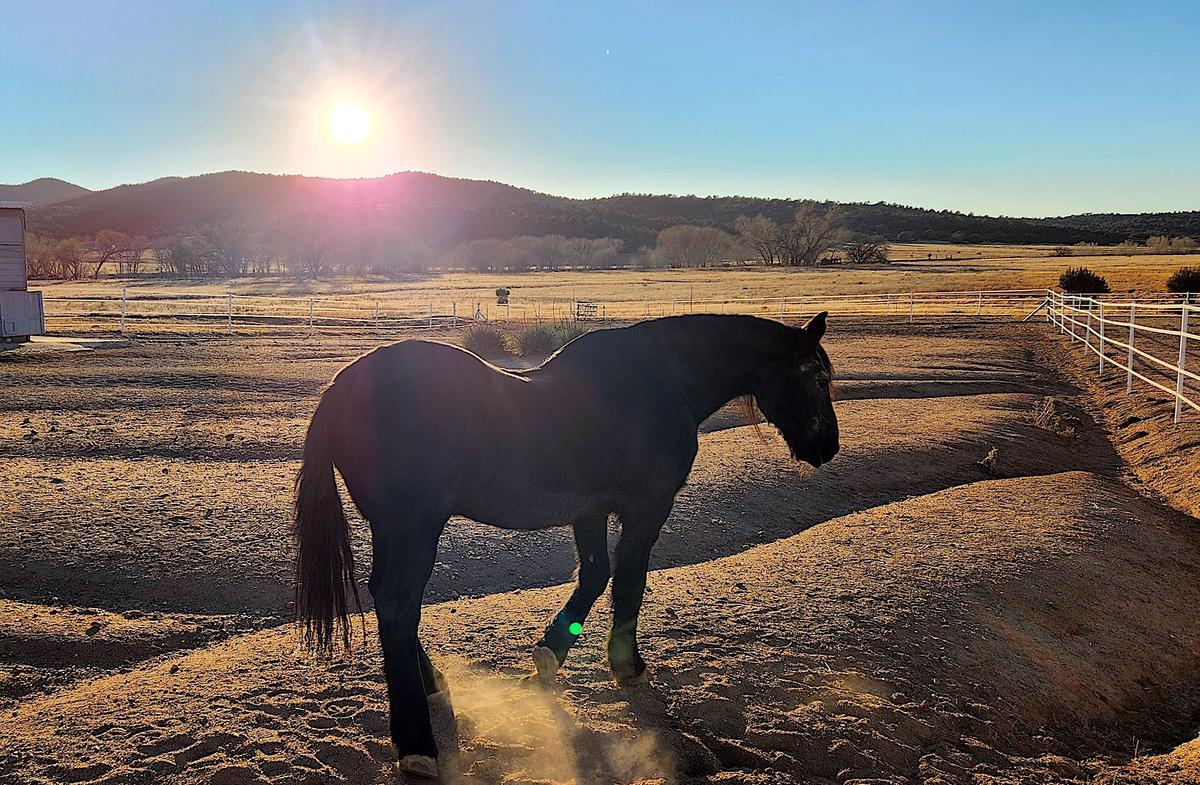 Horse Ranch Near Rancho Santa Fe Investigated for Alleged Abuse