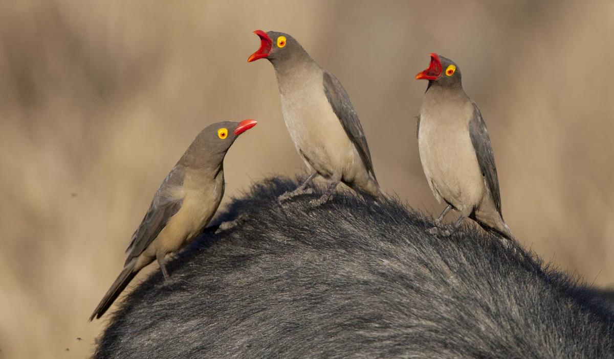 Pandemic Preparedness: The New Parasite