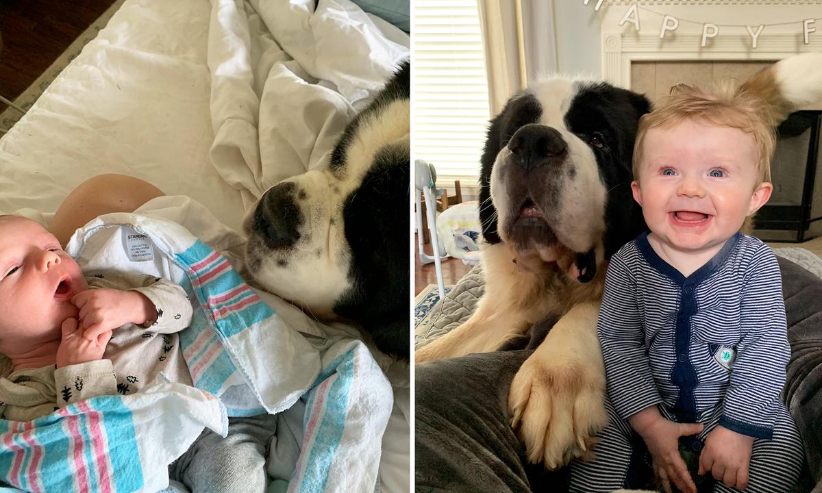 VIDEO: 3 St. Bernard ‘Nannies’ Take Their Job of Looking After Owner’s Baby Seriously