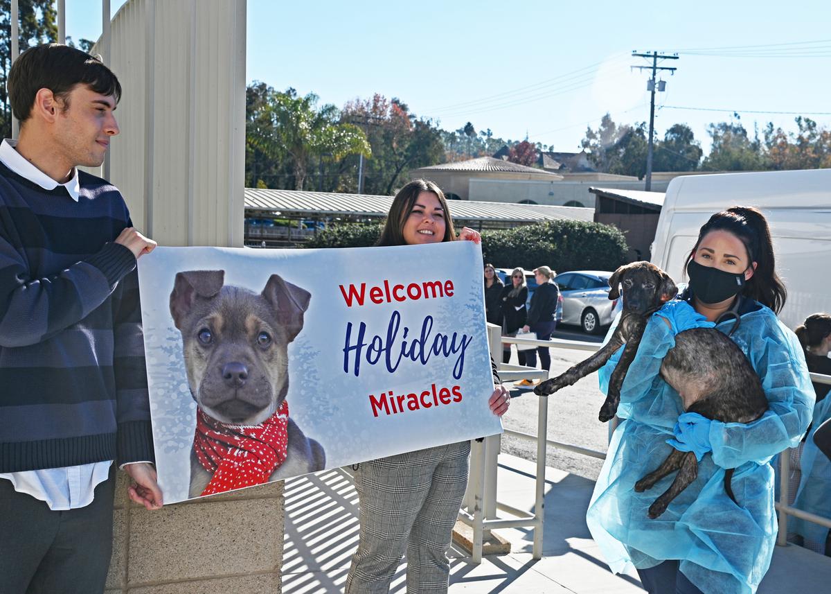 38 Puppies That Survived Texas Highway Accident Welcomed to San Diego