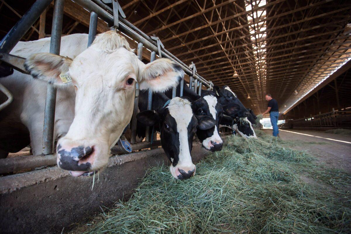 A farmer feeds his dairy cows at Nicomekl Farms, in Surrey, B.C., on August 30, 2018. (The Canadian Press/Darryl Dyck)