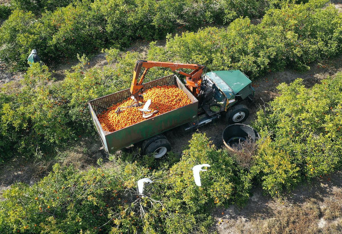 Florida Takes Steps to Save Endangered Citrus Production, Protect Valuable Farm Land from Foreign Buyers