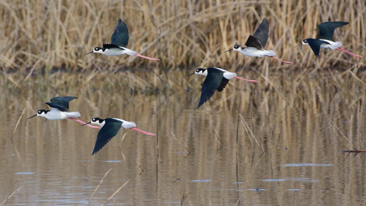 Black-necked stilts from the waterfowl auto-tour route in the San Luis National Wildlife Reserve, in this file photograph. (Courtesy of Karen Gough)