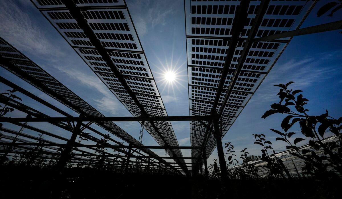 Special mounted solar panels are installed over a biological apple fruit tree plantation in Gelsdorf, western Germany, on Aug. 30, 2022. (Martin Meissner/AP Photo)
