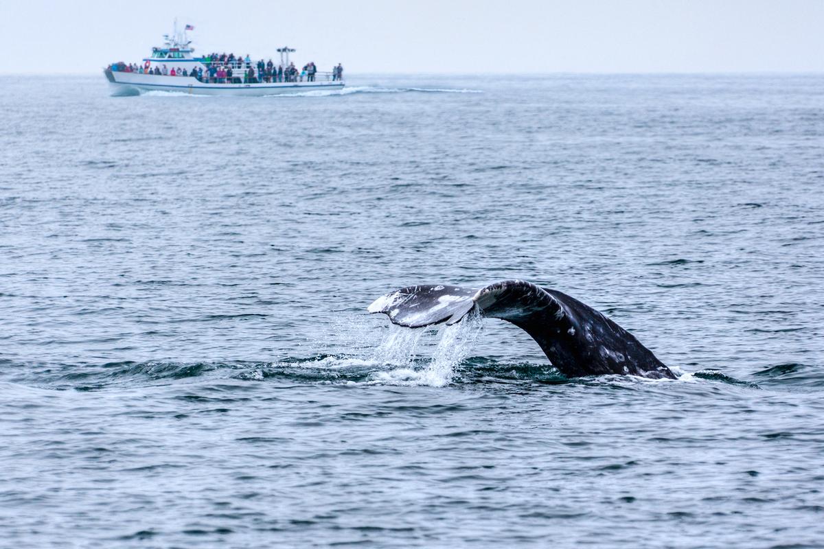 The 6 Best Places in the World for Whale Watching