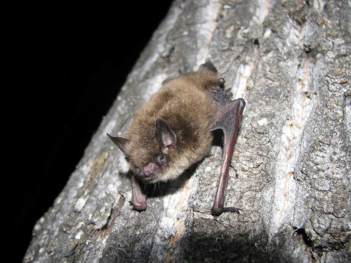 Fatal Bat Fungus White Nose Syndrome Makes First Appearances in Alberta