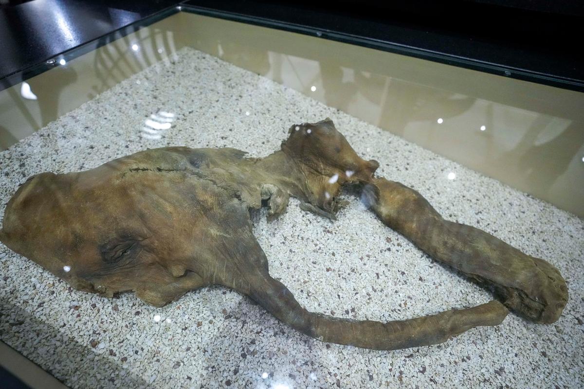 Claim of Mammoth Bones Brings Treasure Hunters to NYC River