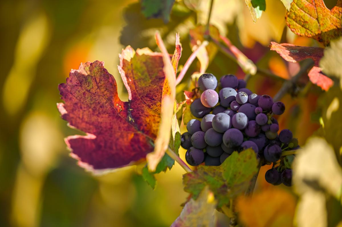 Grape Families