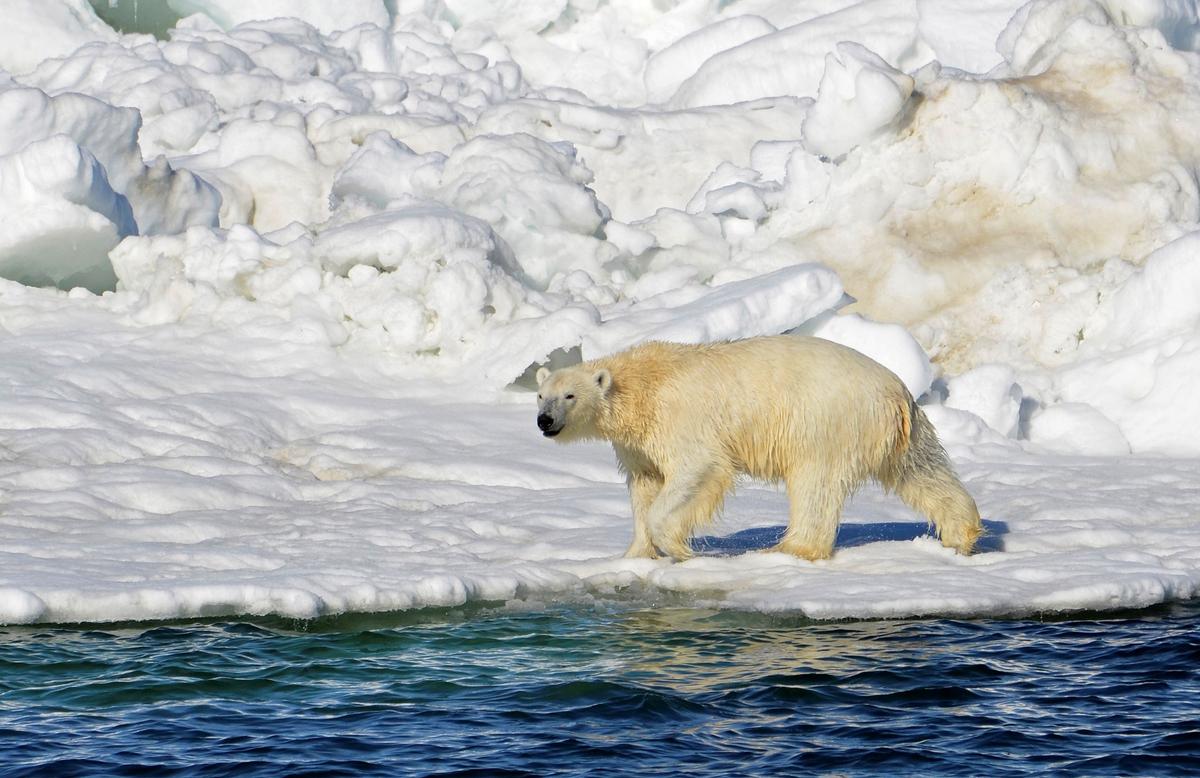 Polar Bear Kills Woman, Boy in Remote Alaska Village